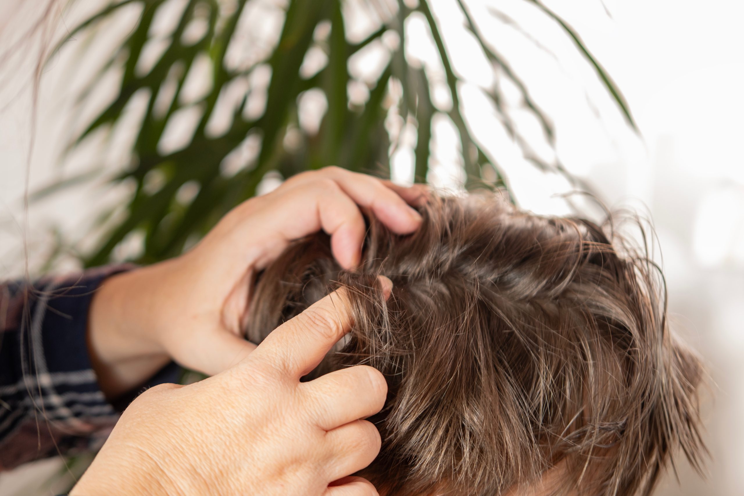 A parent parting a school-aged child's hair by a window to check the scalp for head lice at home.