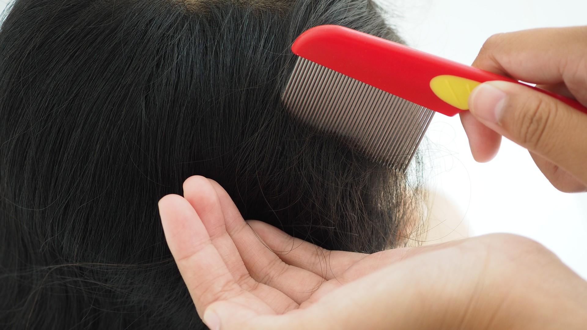 Fine-tooth comb checking a child's hair under a school lice policy